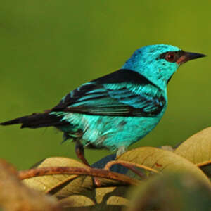 Blue Dacnis