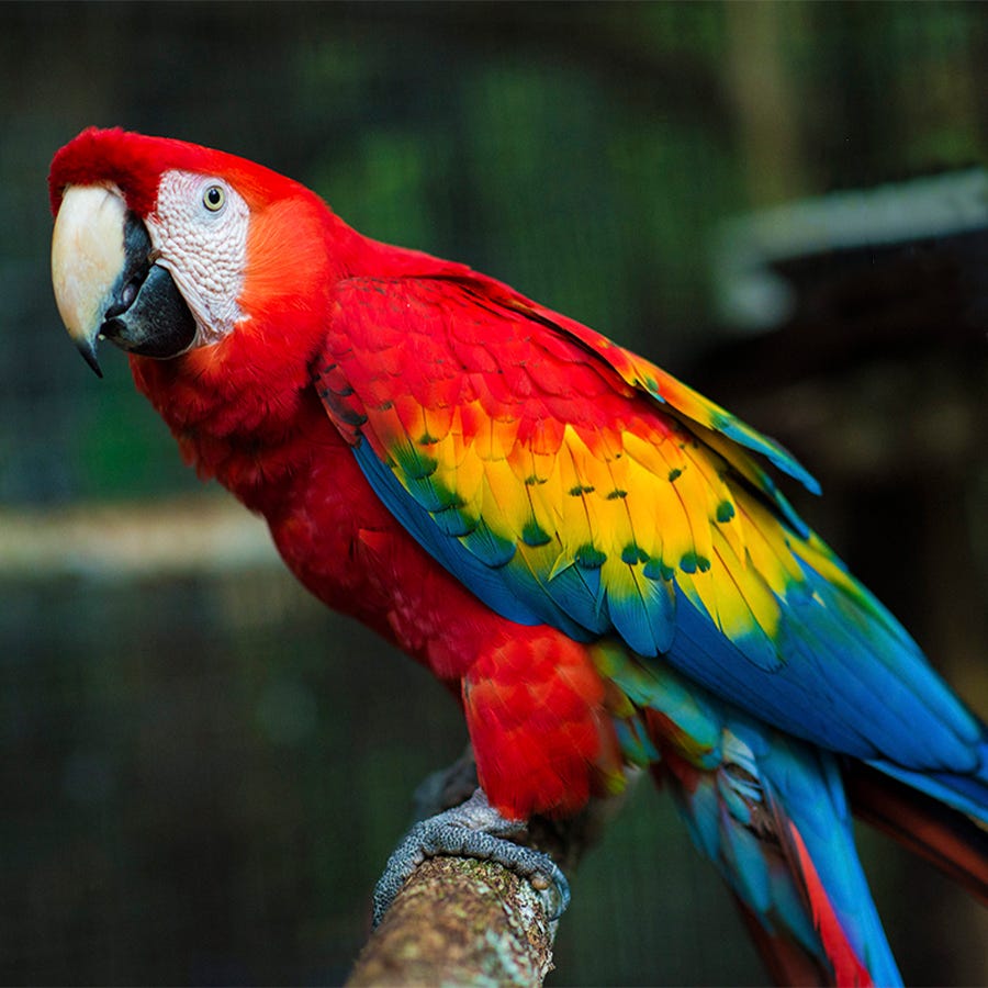 Scarlet Macaw